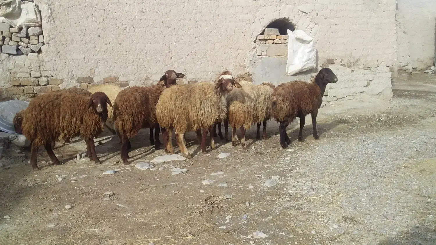 ماده|حیوانات مزرعه|صحنه, |دیوار