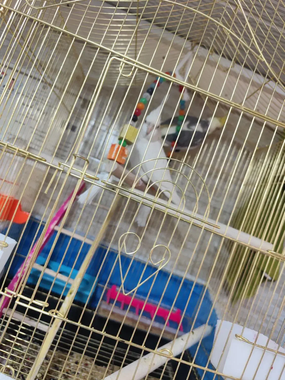 عروس هلندی|پرنده|بناب, |دیوار