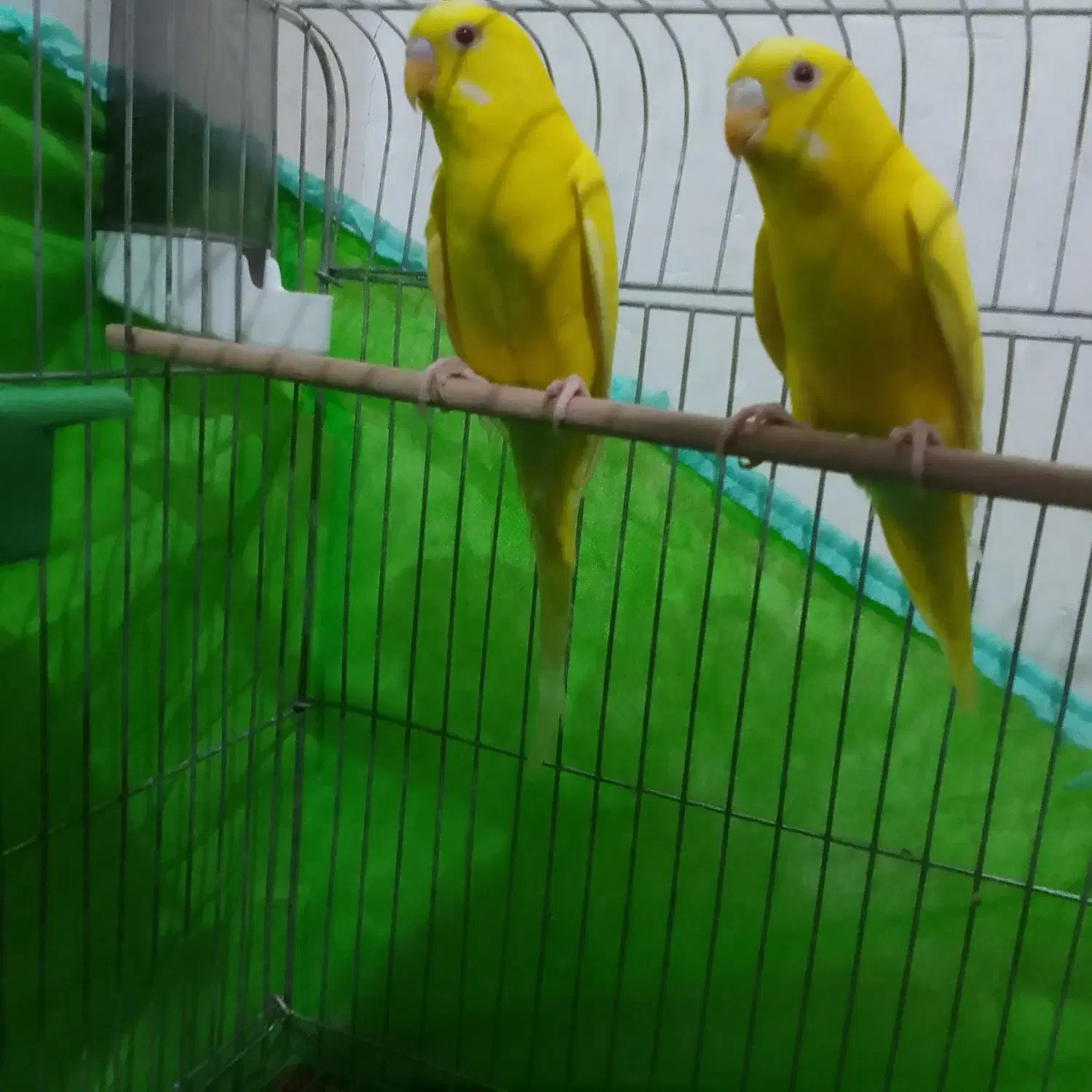 مرغ عشق هلندی|پرنده|مسجد سلیمان, |دیوار