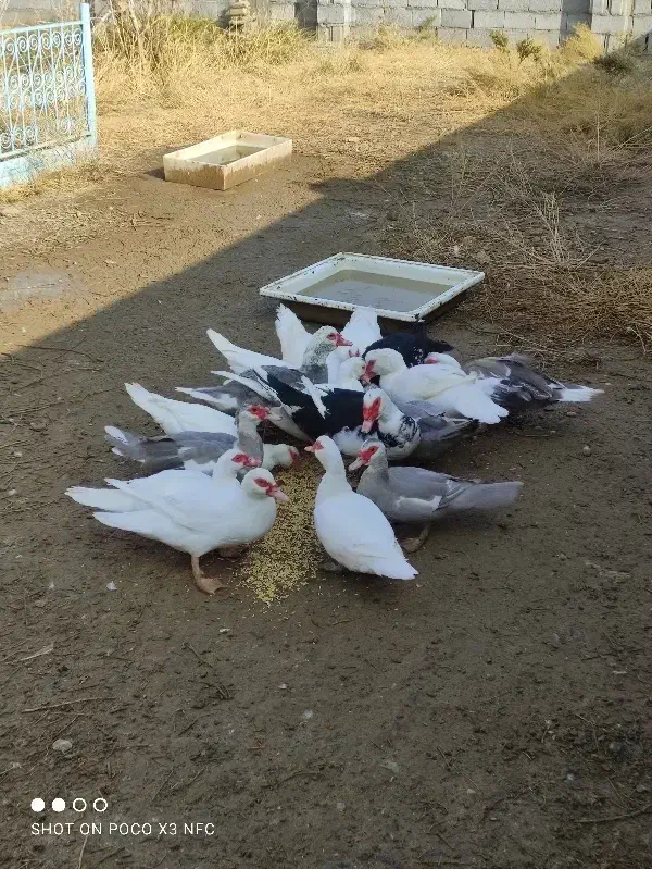 اردک اسرائیلی کمیاب طوسی16تایکجانروماده|حیوانات مزرعه|صوفیان, |دیوار