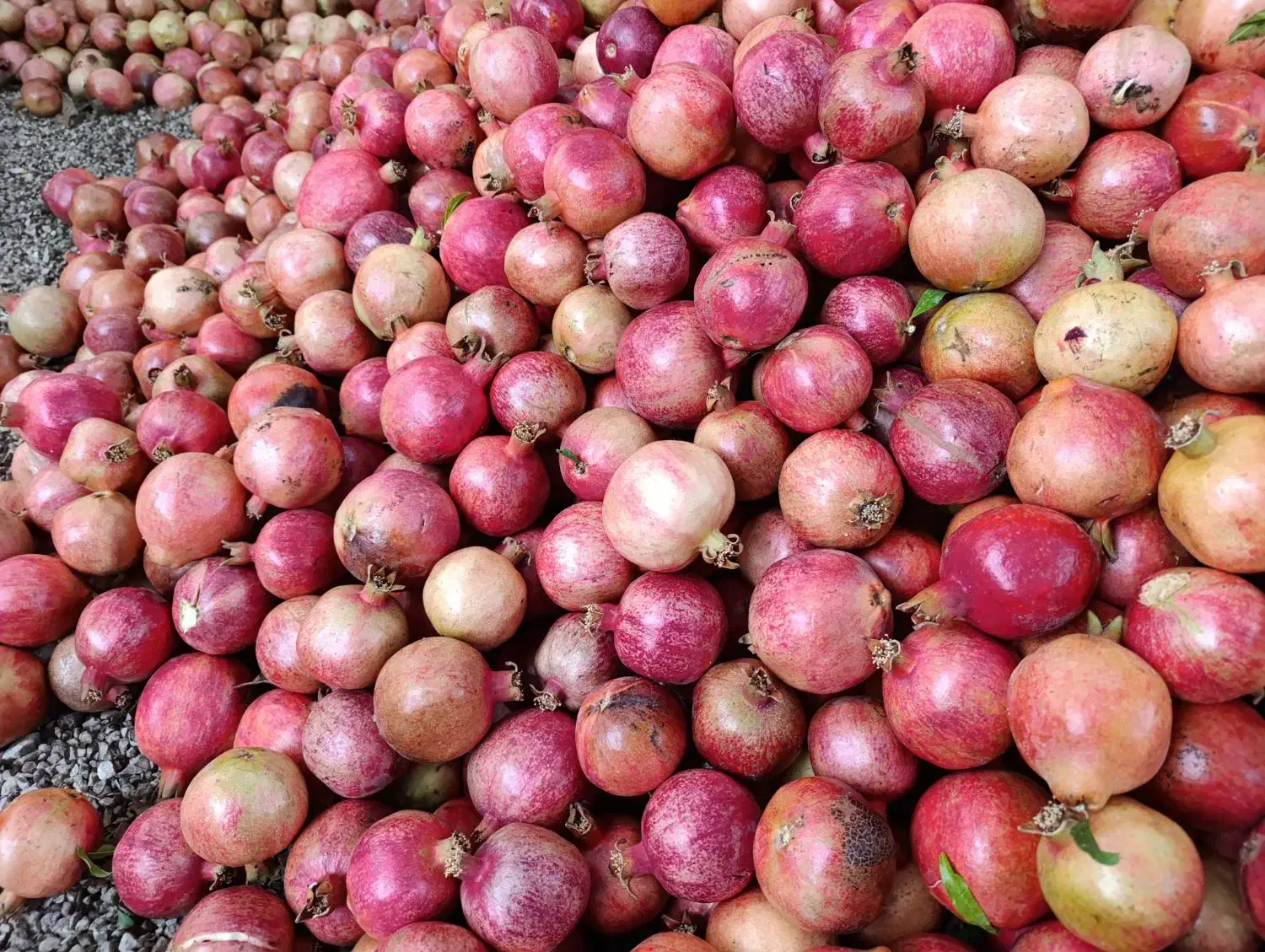 رب و به|خوردنی و آشامیدنی|سیدان, |دیوار