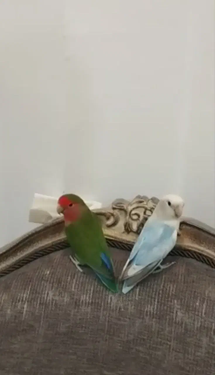 یه جفت نروماده کوتوله برزیلی|پرنده|رشت, گلسار|دیوار