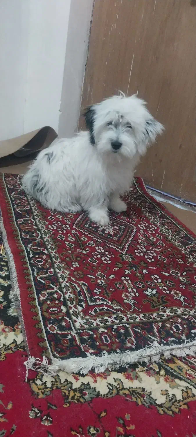توله سگ پاکوتاه شیتزو|سگ|شیروان (خراسان), |دیوار