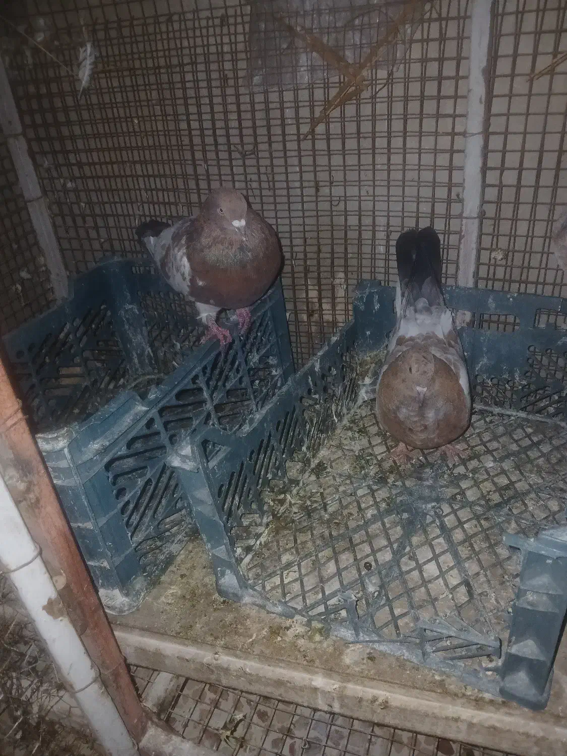 فروشی|پرنده|ایذه, |دیوار