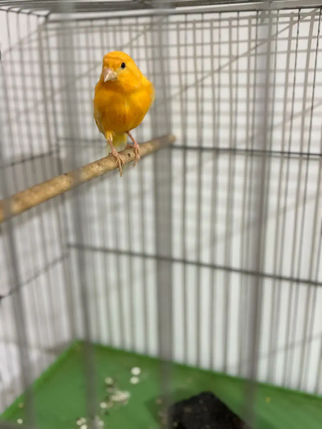 قناری|پرنده|یزد, |دیوار