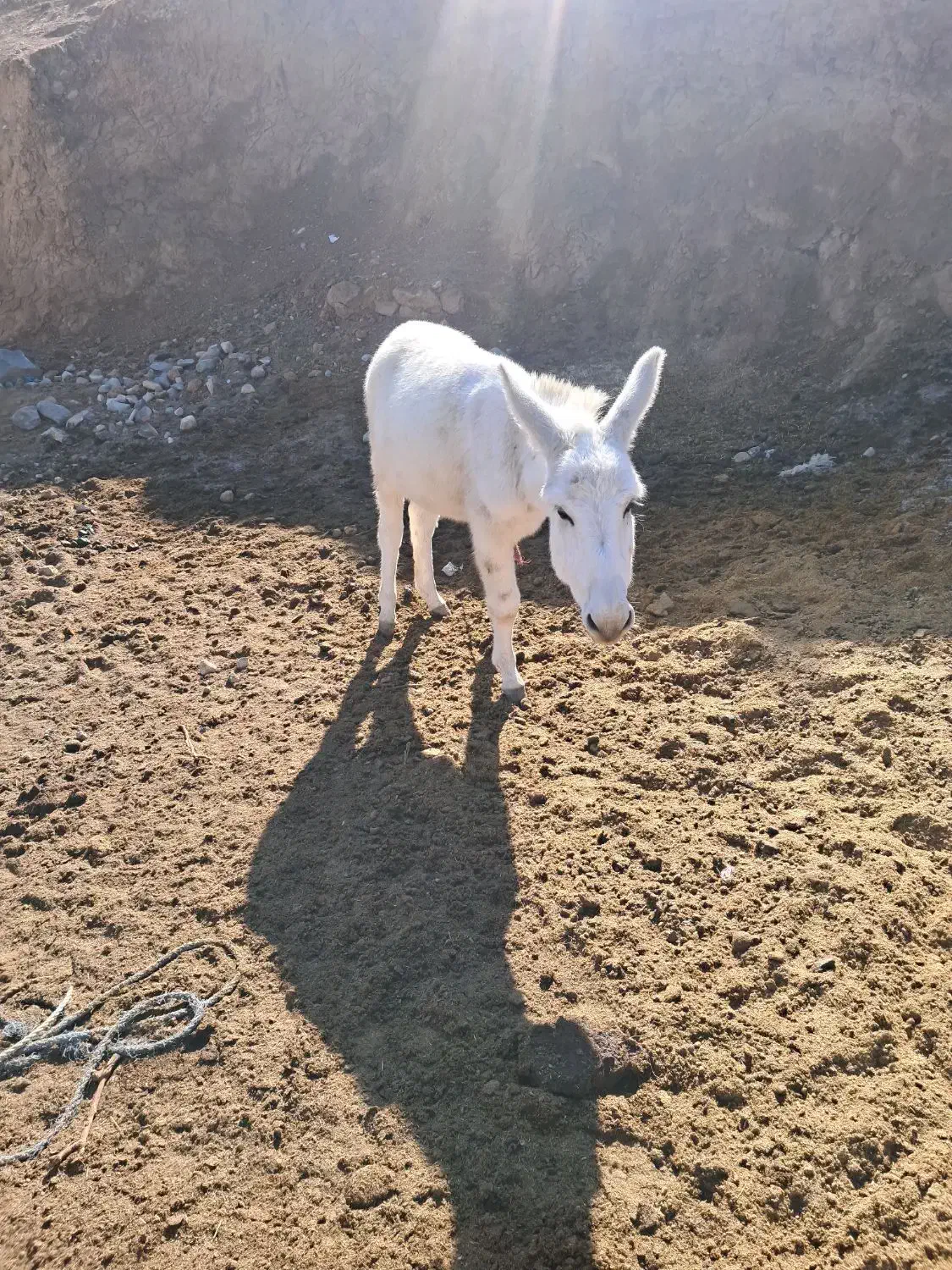 نره خر|حیوانات مزرعه|شیروان (خراسان), |دیوار