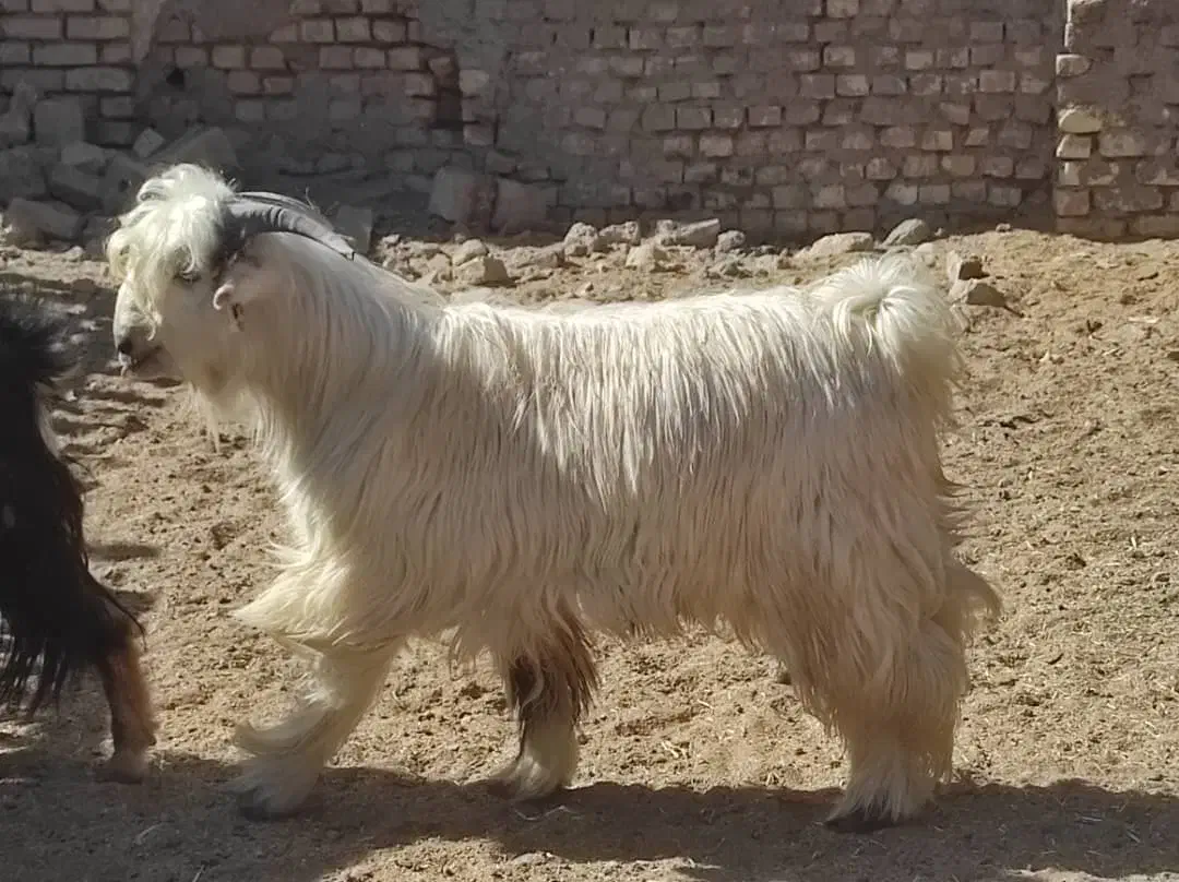 بز .بزغاله. گوسفند . چپش|حیوانات مزرعه|لنجان, |دیوار