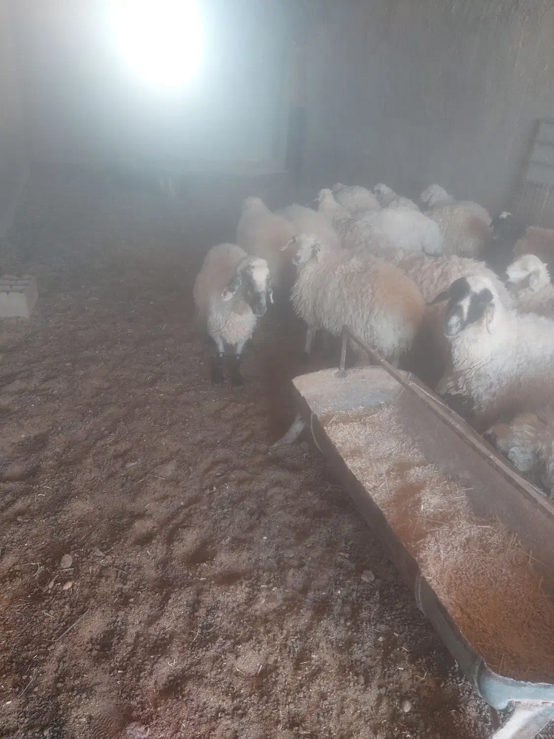 فروش بره ماده چاق داشتی و گوشتی  و میش ابستن|حیوانات مزرعه|گاریزات, |دیوار