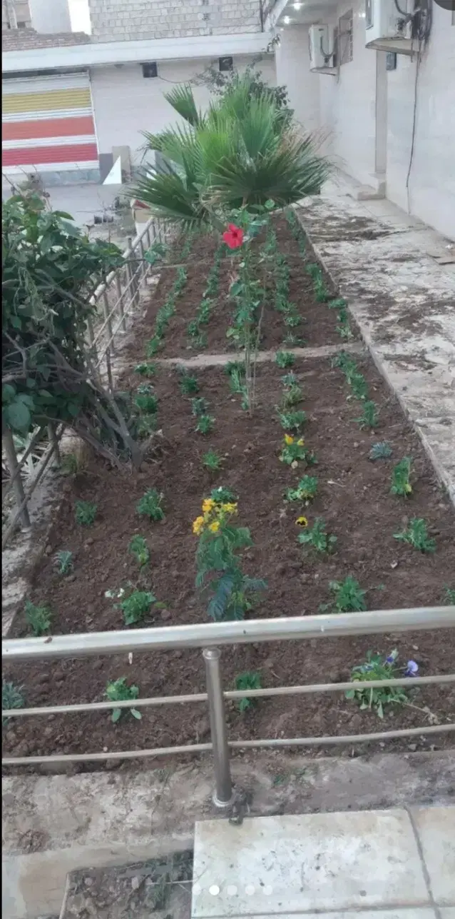بریدن درخت و نخل و هرس نخل و تقویت و سمپاشی نخل|خدمات باغبانی و درختکاری|اهواز, نادری|دیوار