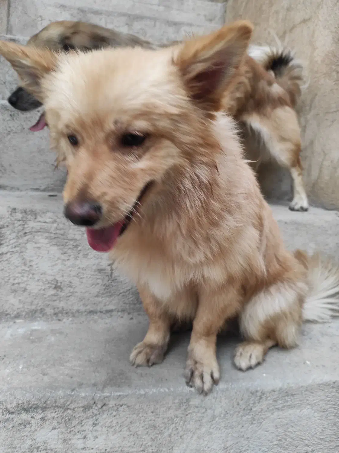 سگ اشپیتز پامر خونگی گوش روباهیی)(|سگ|شیراز, شاهچراغ|دیوار