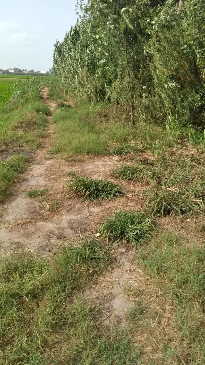 زمین کشاورزی ۲۸۰۰ متر در مناسکلا بابل|فروش زمین و ملک کلنگی|زرگرشهر, |دیوار