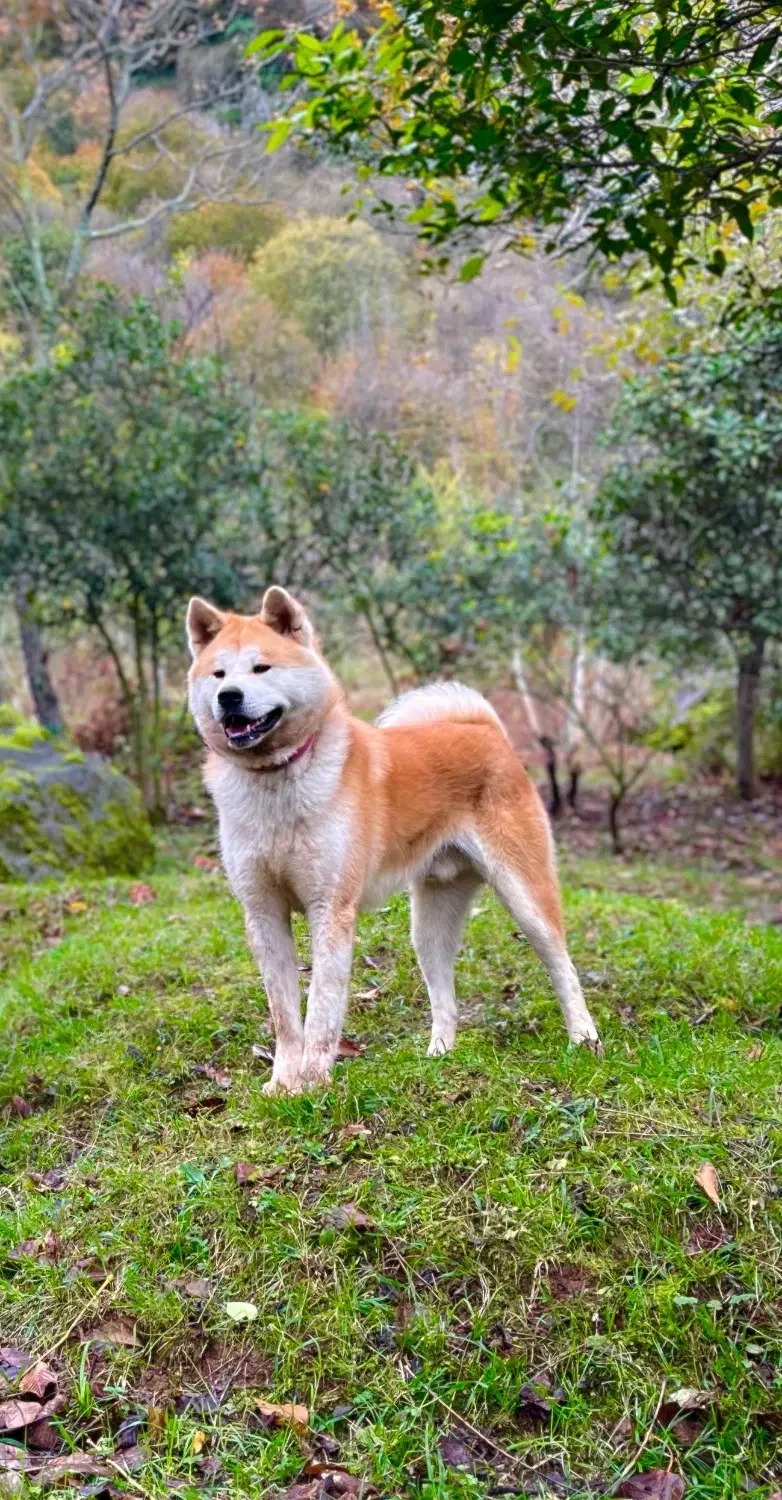 فروش آکیتا ژاپنی|سگ|چابکسر, |دیوار