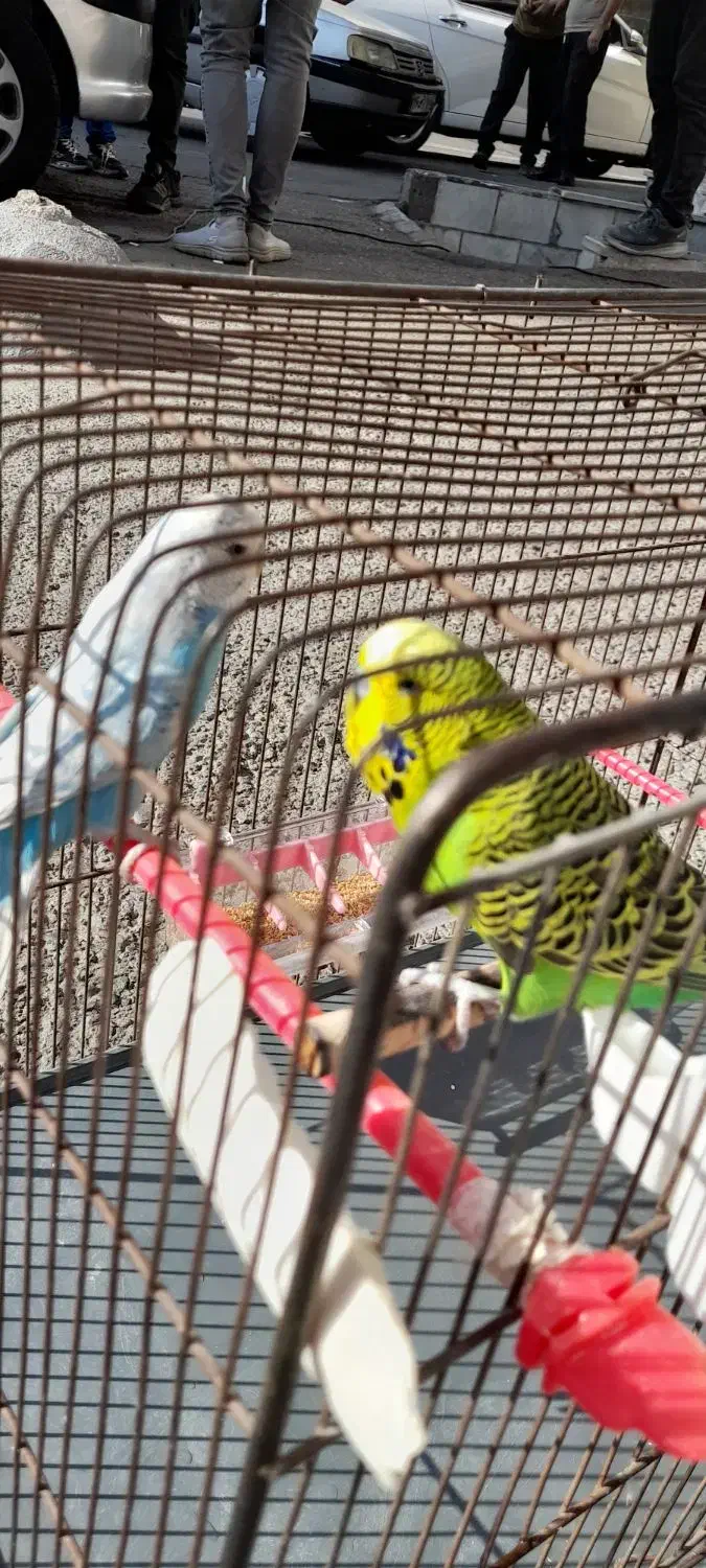 یک جفت مرغ عشق نژاد دار انگلیسی اصلی گریدA|پرنده|فردیس, داوری|دیوار