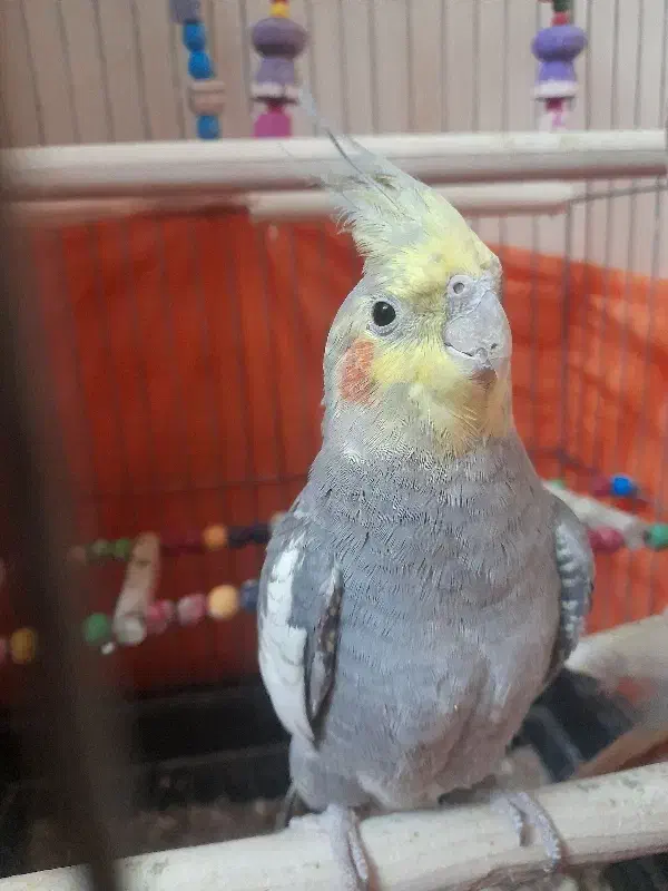 عروس هلندی|پرنده|قدس, شهر‌قدس|دیوار