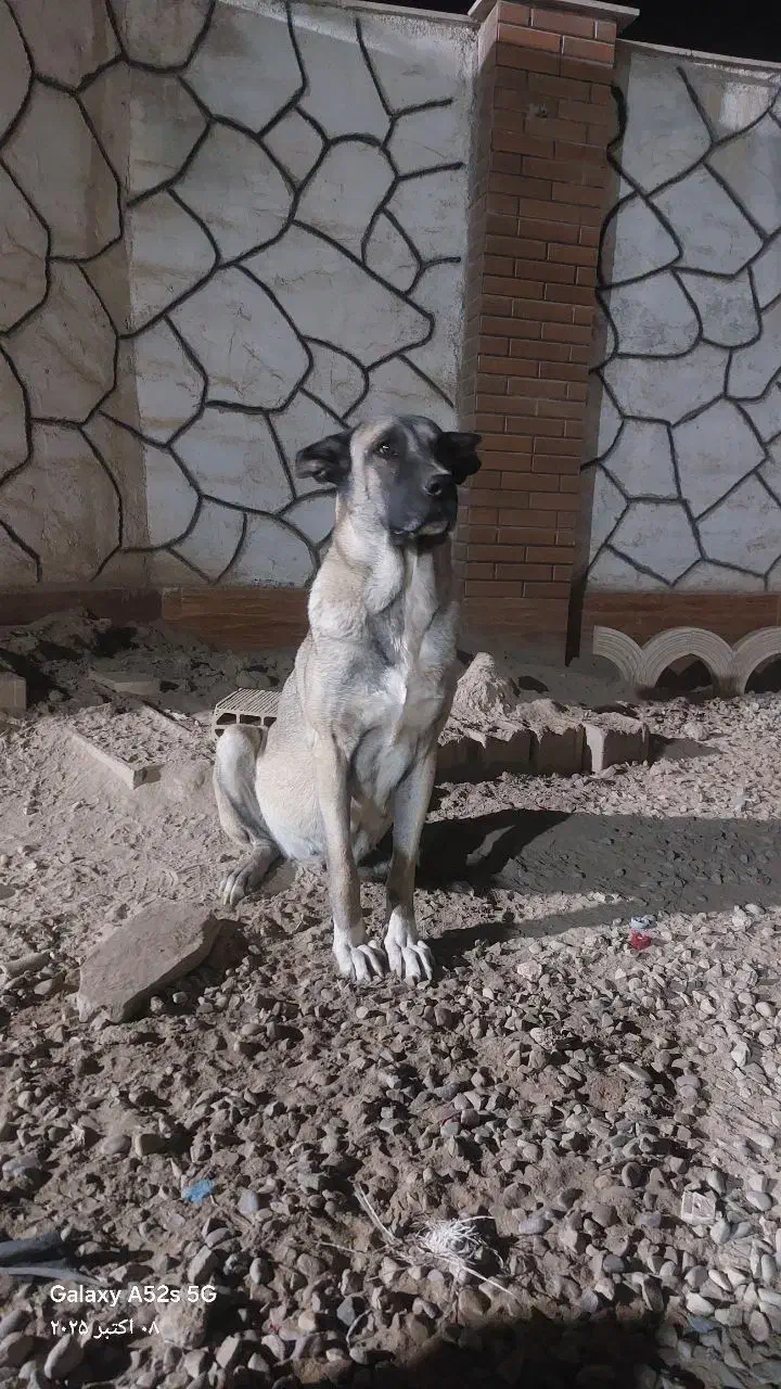 سگ سرابی ماده|سگ|پاکدشت, پاکدشت (مامازند)|دیوار