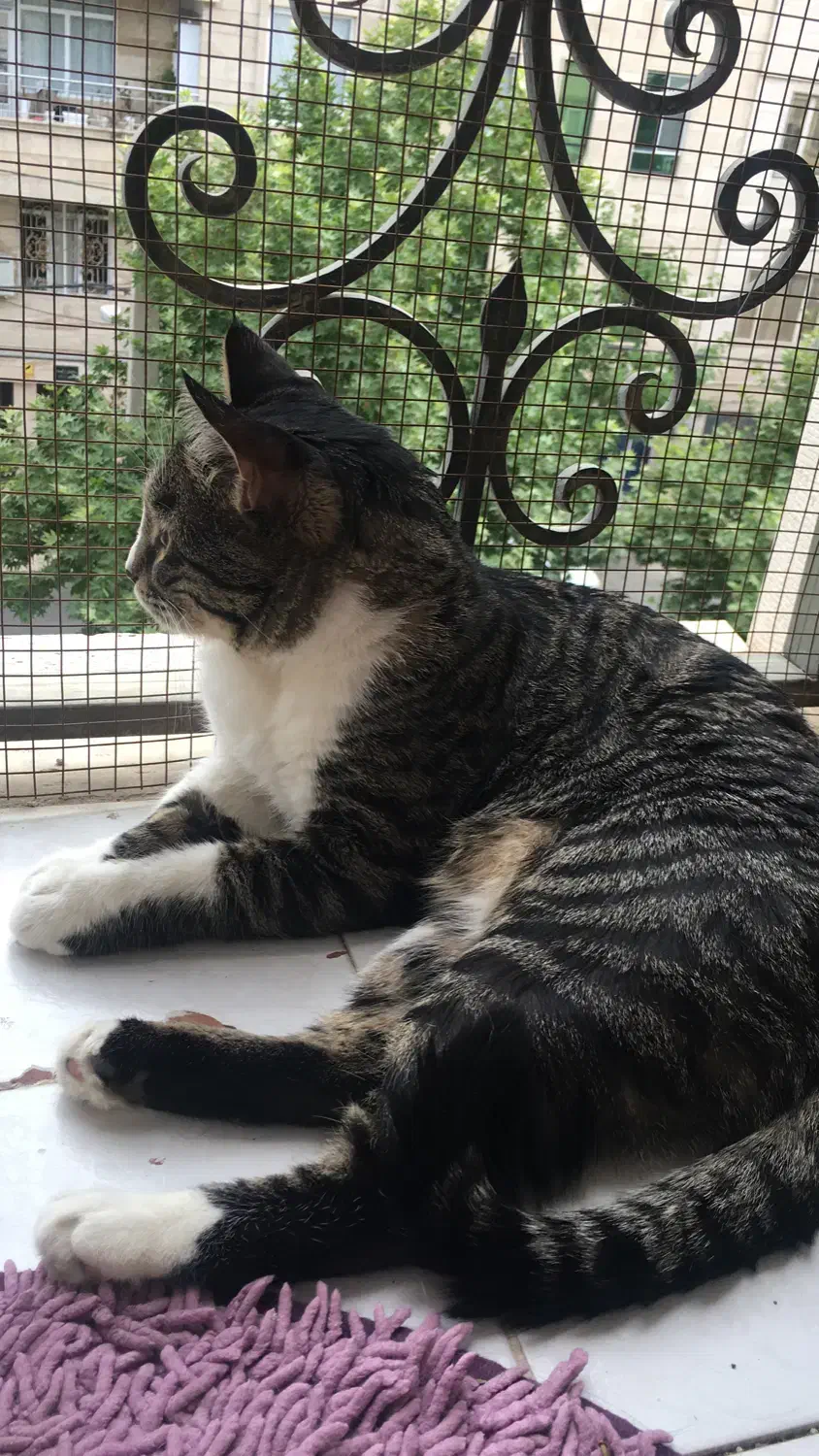 گمشده|حیوانات|کرج, حیدرآباد|دیوار