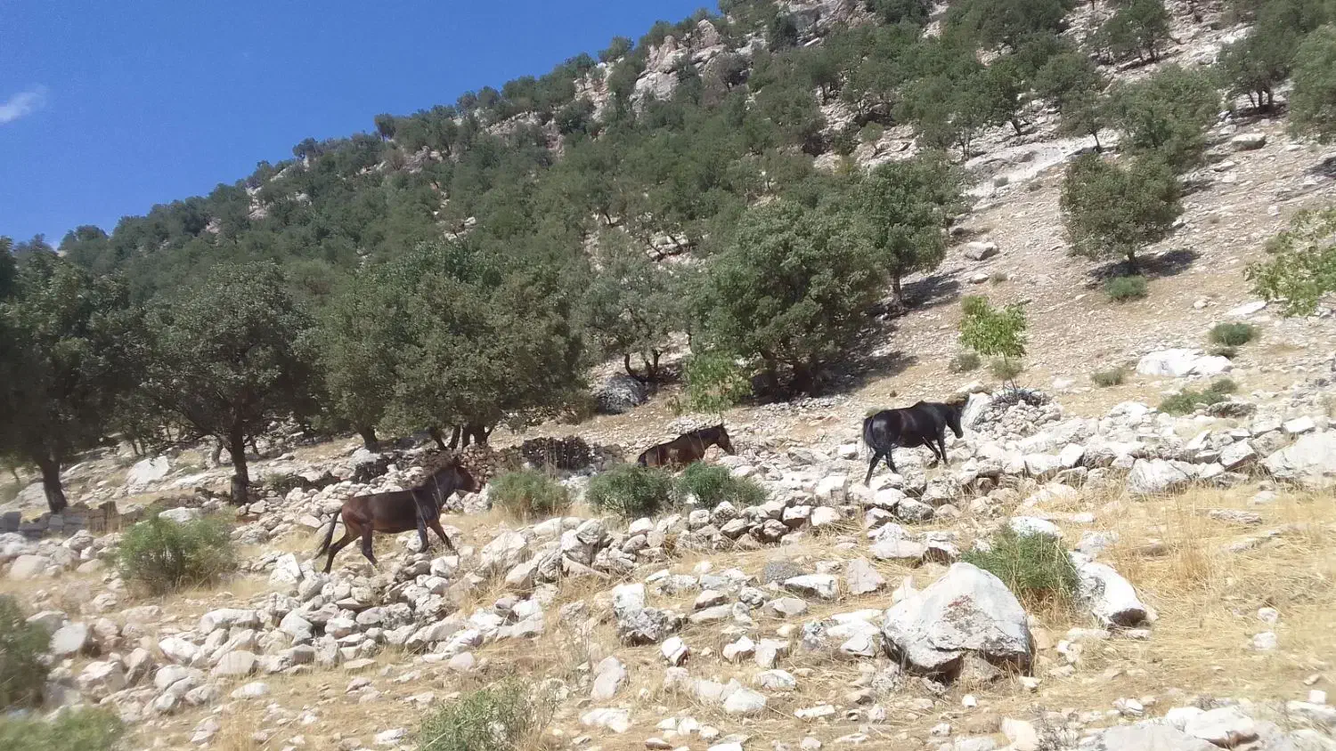 سلام گم شدن درصورت ۴۰ملیون مژدگانی داده میشود|حیوانات|اندیکا, |دیوار