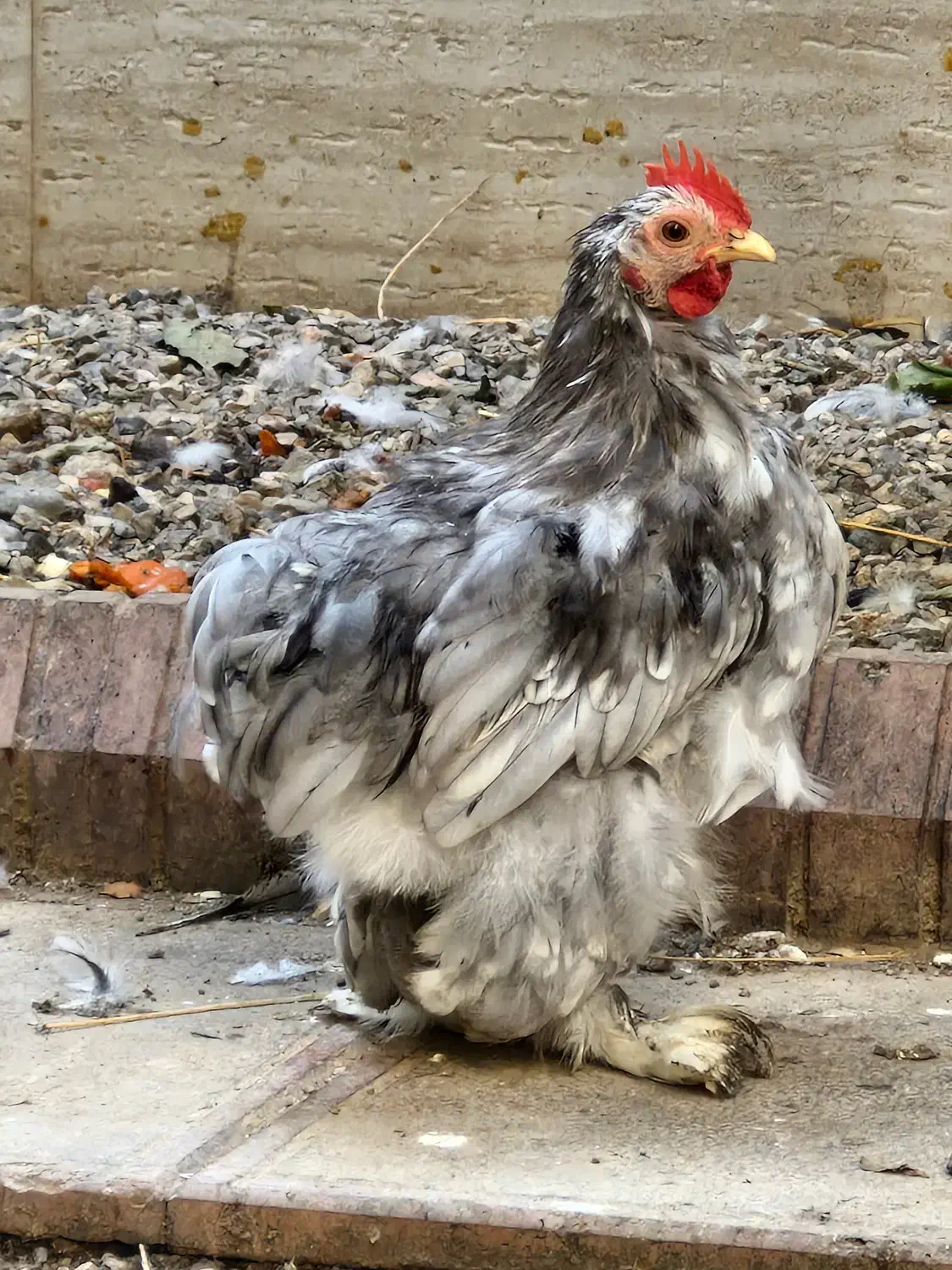 مرغ و جوجه و خروس نژاد کوشین|حیوانات مزرعه|گرگان, |دیوار