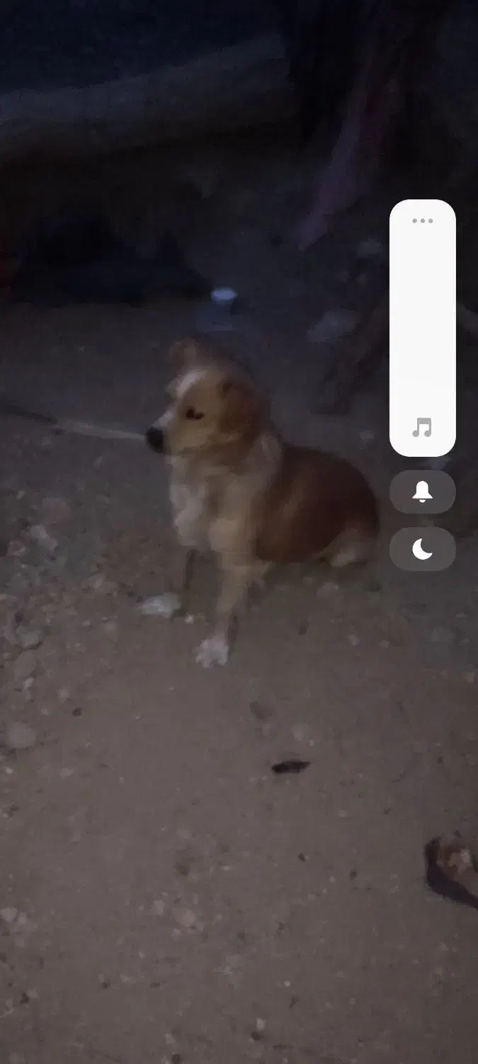 سگ پا کوتاه|سگ|زنجانرود, |دیوار