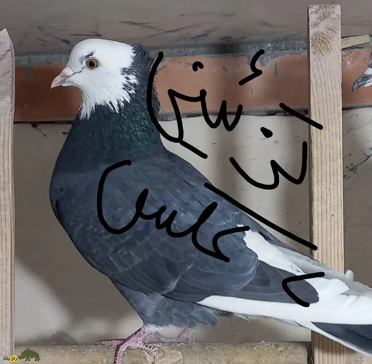 ۳ تا کفتر خوب|لوازم جانبی حیوانات|سلطانیه, |دیوار