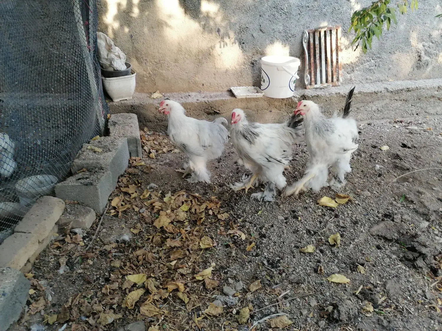 خروس برهما لایت|حیوانات مزرعه|هشتگرد, خور|دیوار