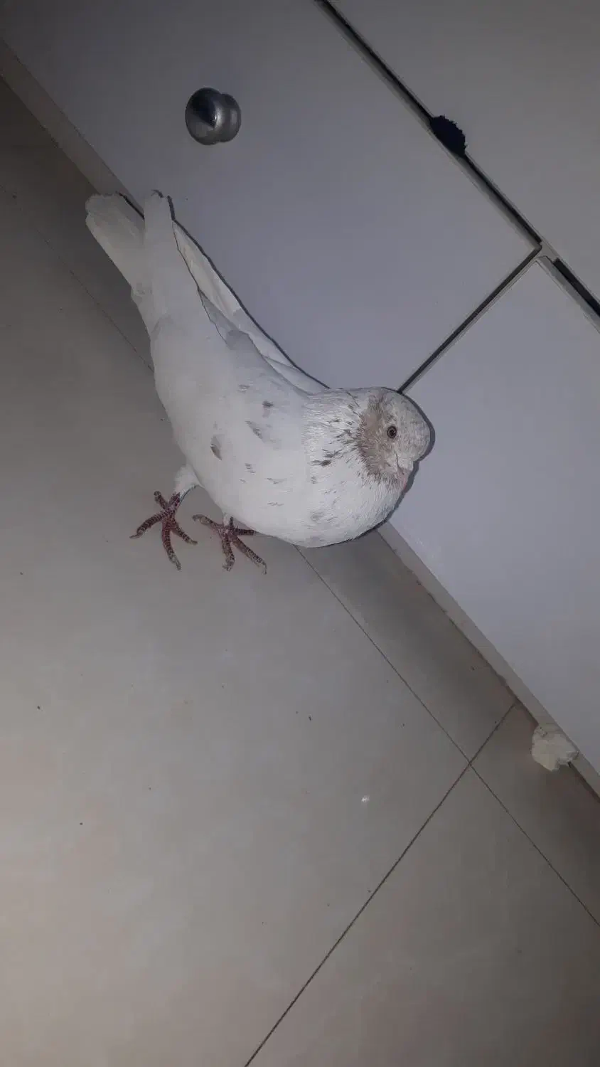 کبوتر|حیوانات|کرج, فاز ۳ گوهردشت|دیوار