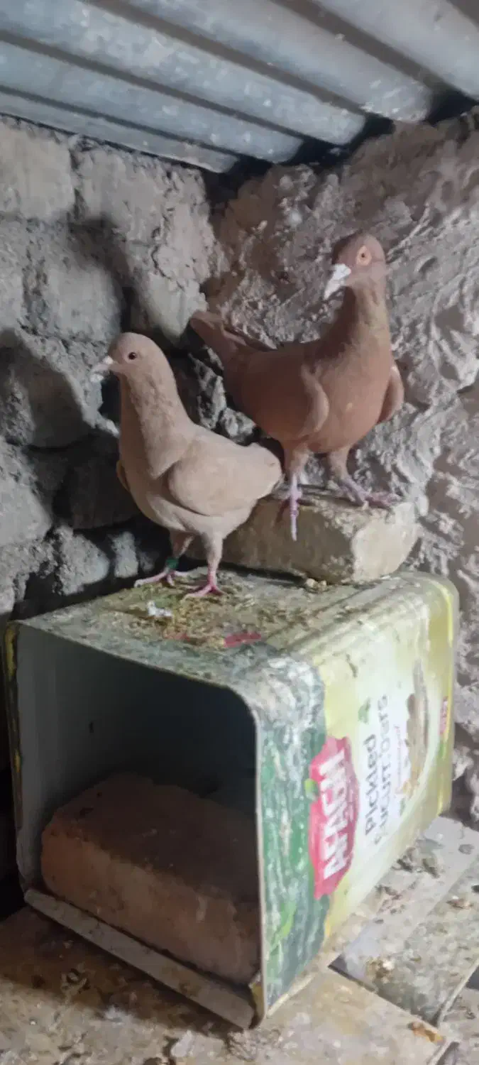 جفت آلمانی|پرنده|فردوس (خراسان), |دیوار