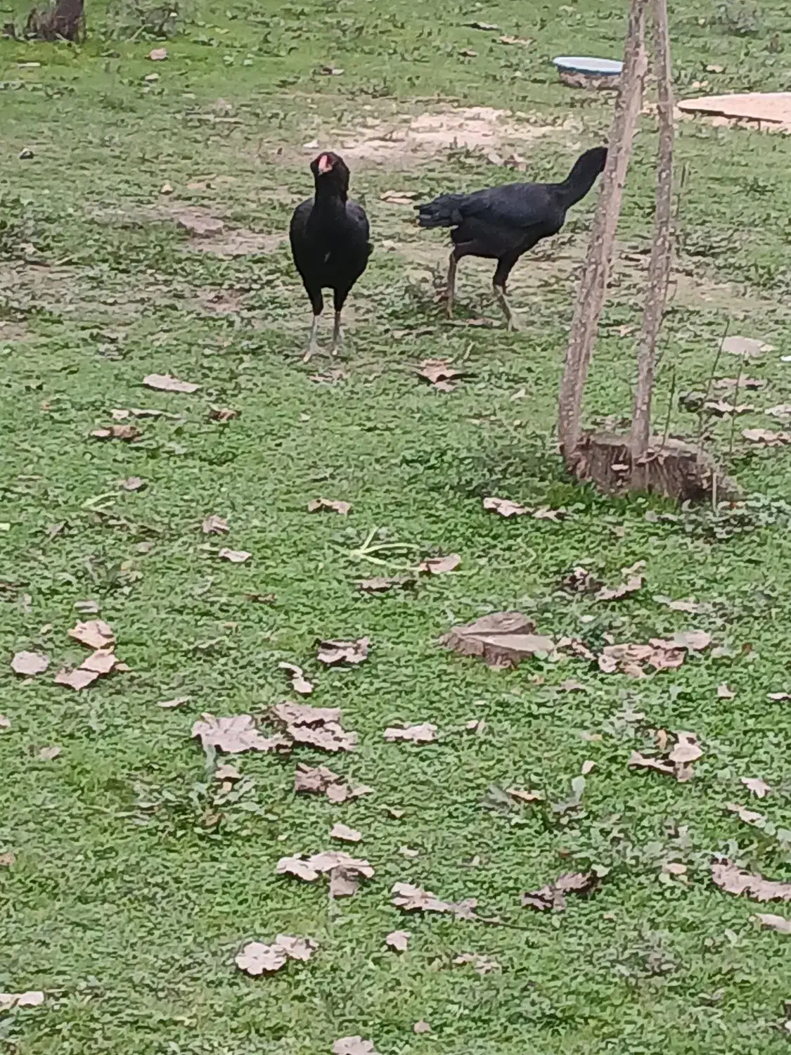 مرغ لاری|حیوانات مزرعه|رضوانشهر, |دیوار