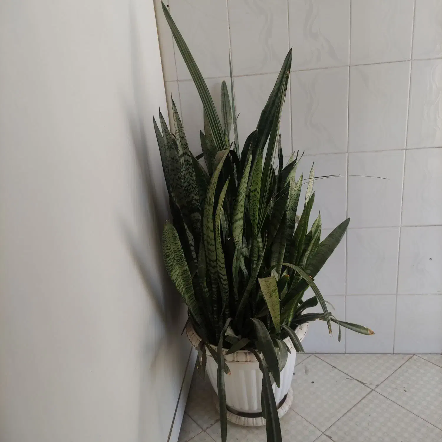 چند عدد گل زیبا|گل و گیاه طبیعی|نیشابور, شهرک اندیشه|دیوار