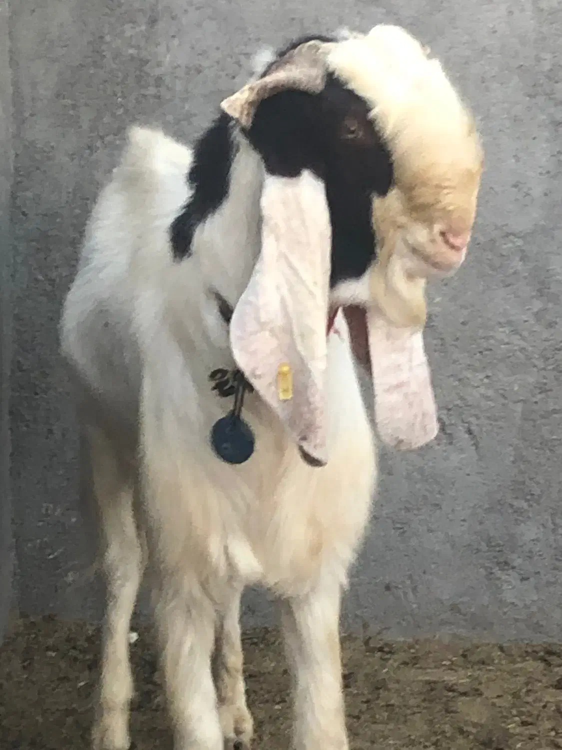 بزغاله نرتکه اصلپاکستانی استثنایی(میش بره گوسفند)|حیوانات مزرعه|جعفرآباد, |دیوار