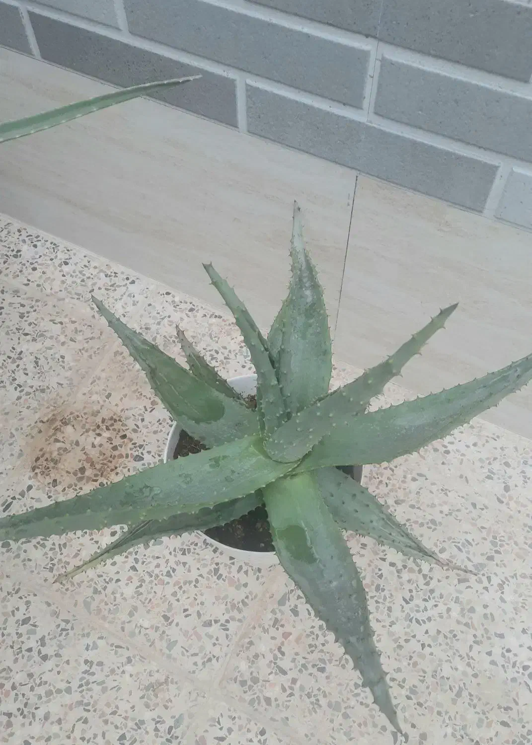 کاکتوس|گل و گیاه طبیعی|آباده, |دیوار