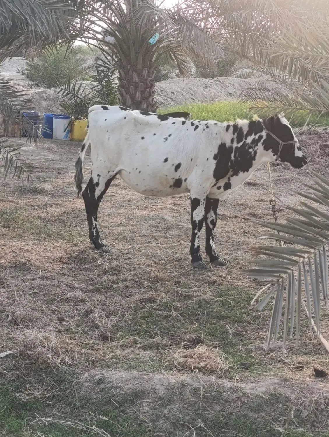 گاو با گوساله|حیوانات مزرعه|شمیل, |دیوار
