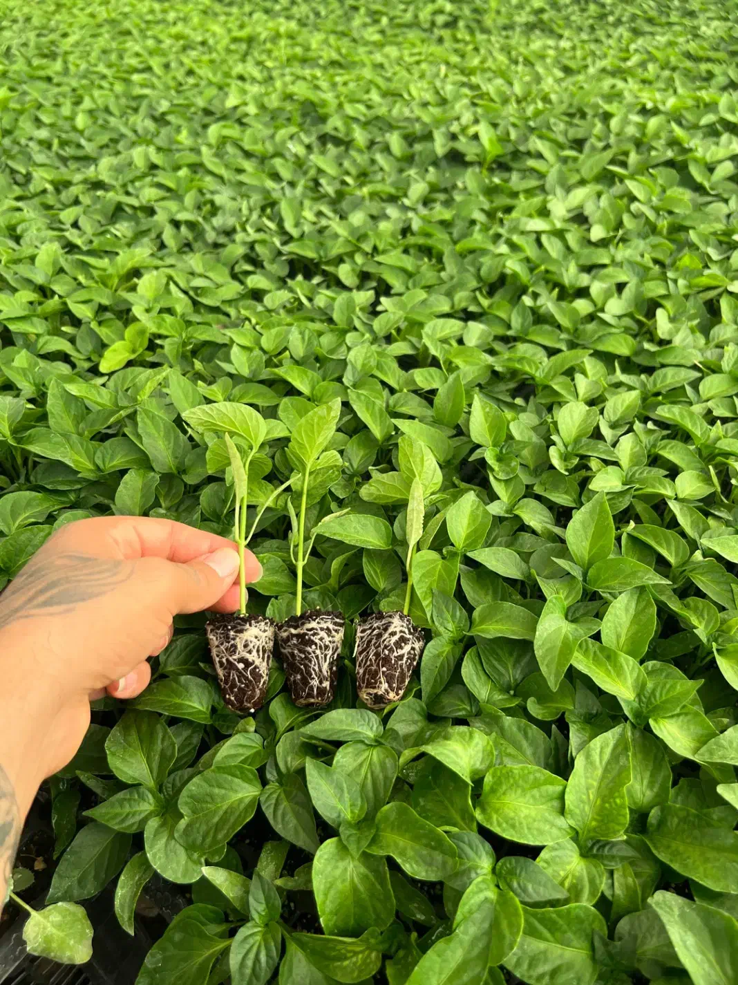 نشا|عمدهفروشی|سراوان, |دیوار