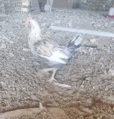 جوجه خروس دورگه گلین لری و محلی|حیوانات مزرعه|یزد, |دیوار