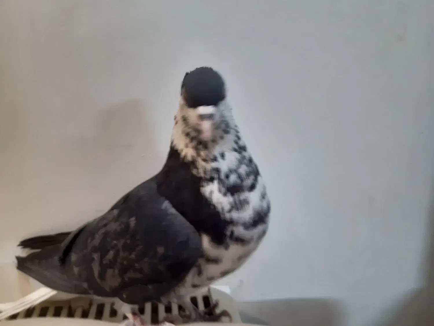 ماده گلین زره  دمگیر|پرنده|اصفهان, شاهد|دیوار