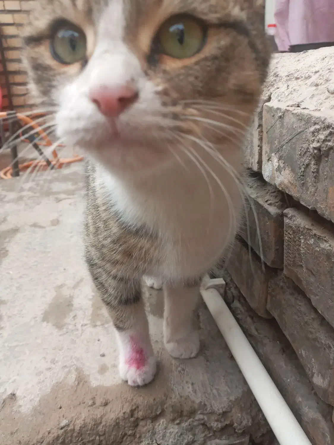 واگذار گربه فقط فقط امروز|گربه|ایواوغلی, |دیوار