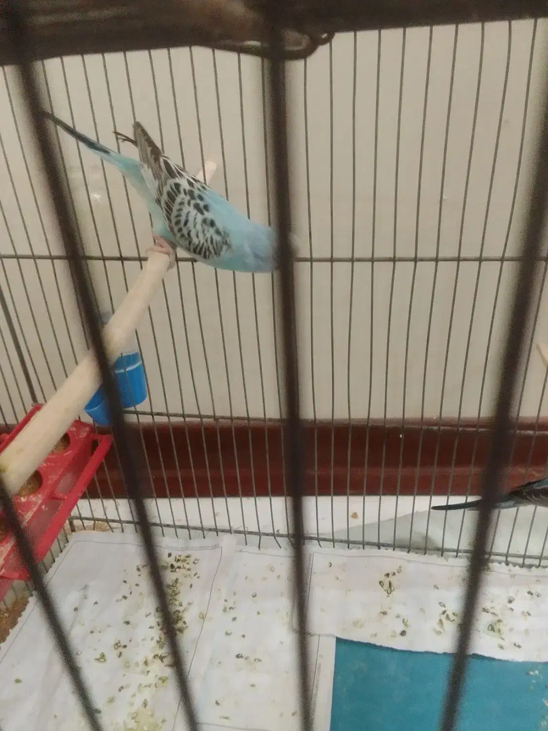 مرغ عشق|پرنده|تهران, امام حسین|دیوار