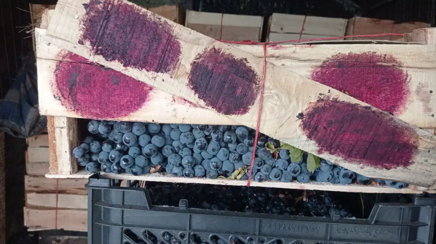 انگورشانی سردشت|خدمات باغبانی و درختکاری|رشت, اسماعیل آباد|دیوار