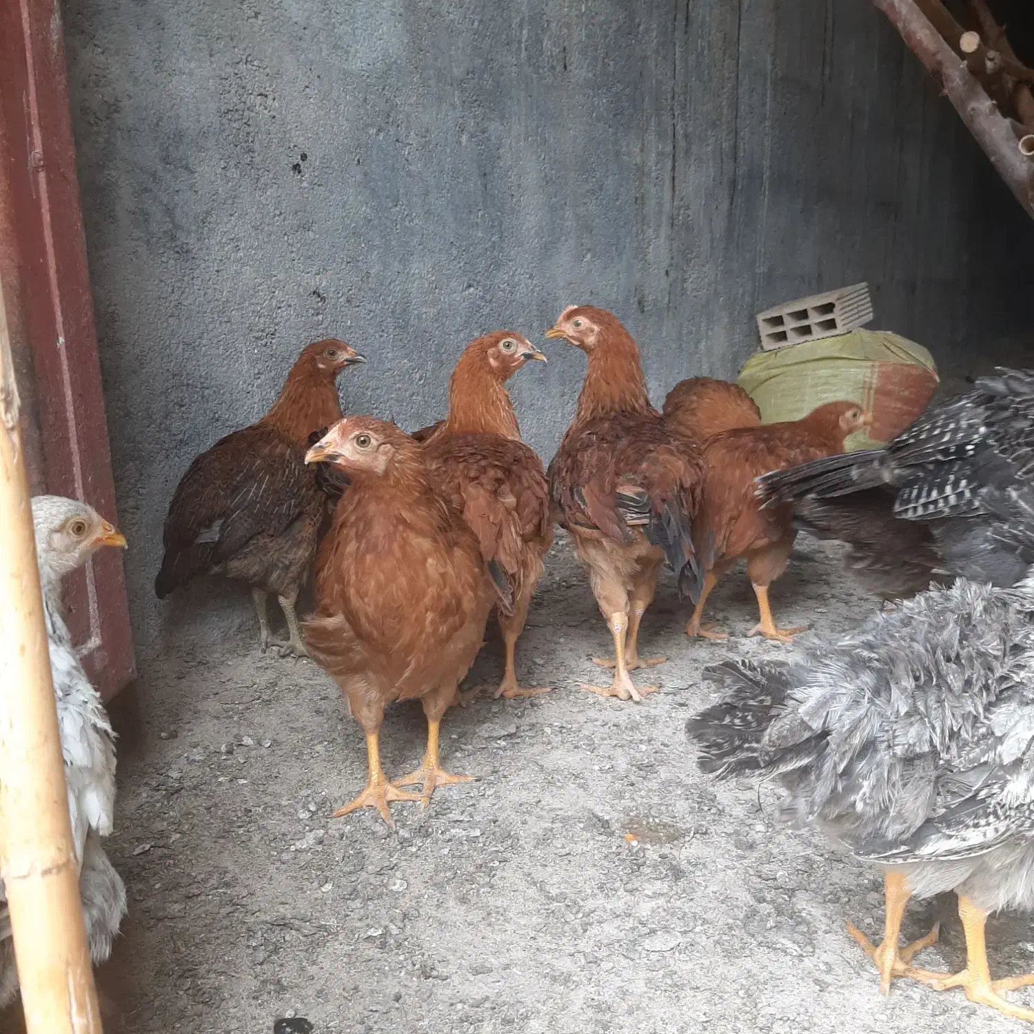 مرغ|حیوانات مزرعه|سرپل ذهاب, |دیوار