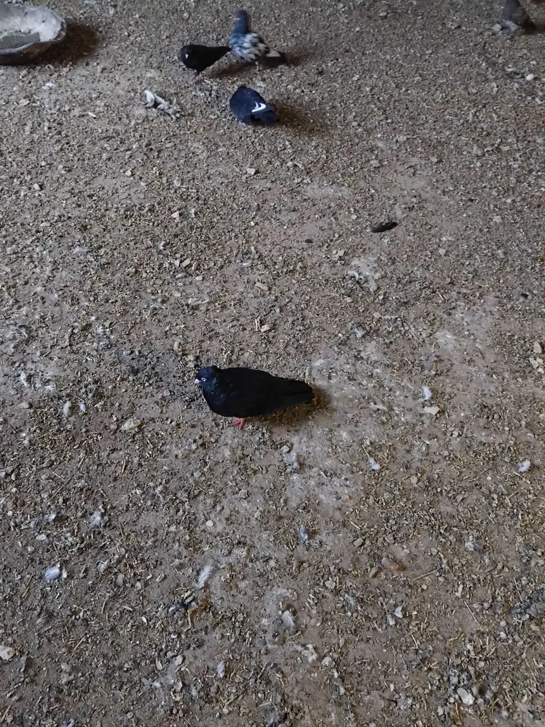 کفترپرشی رنگی|پرنده|حمیدیه, |دیوار