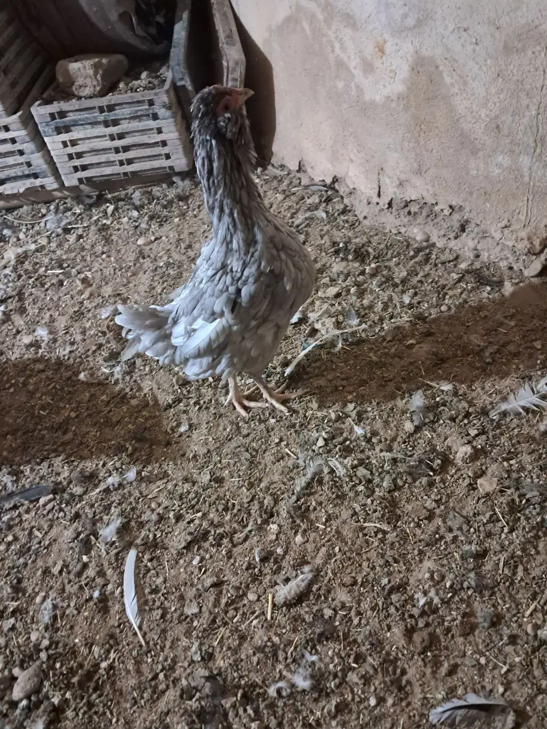 مرغ و خروس گلین|حیوانات مزرعه|شیراز, قلات|دیوار