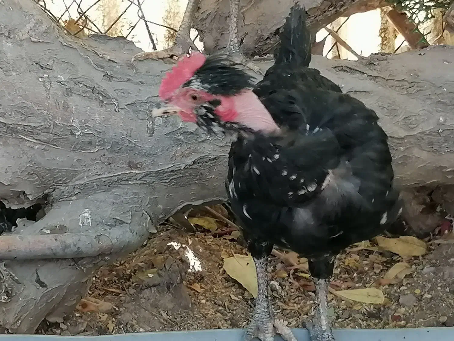 جوجه خروس گلین 3 ماهه زیر مرغی|حیوانات مزرعه|کرج, شهرک ظفر|دیوار