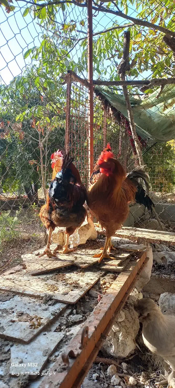 پاپری برهما خروس محلی|حیوانات مزرعه|پاکدشت, پاکدشت (مامازند)|دیوار