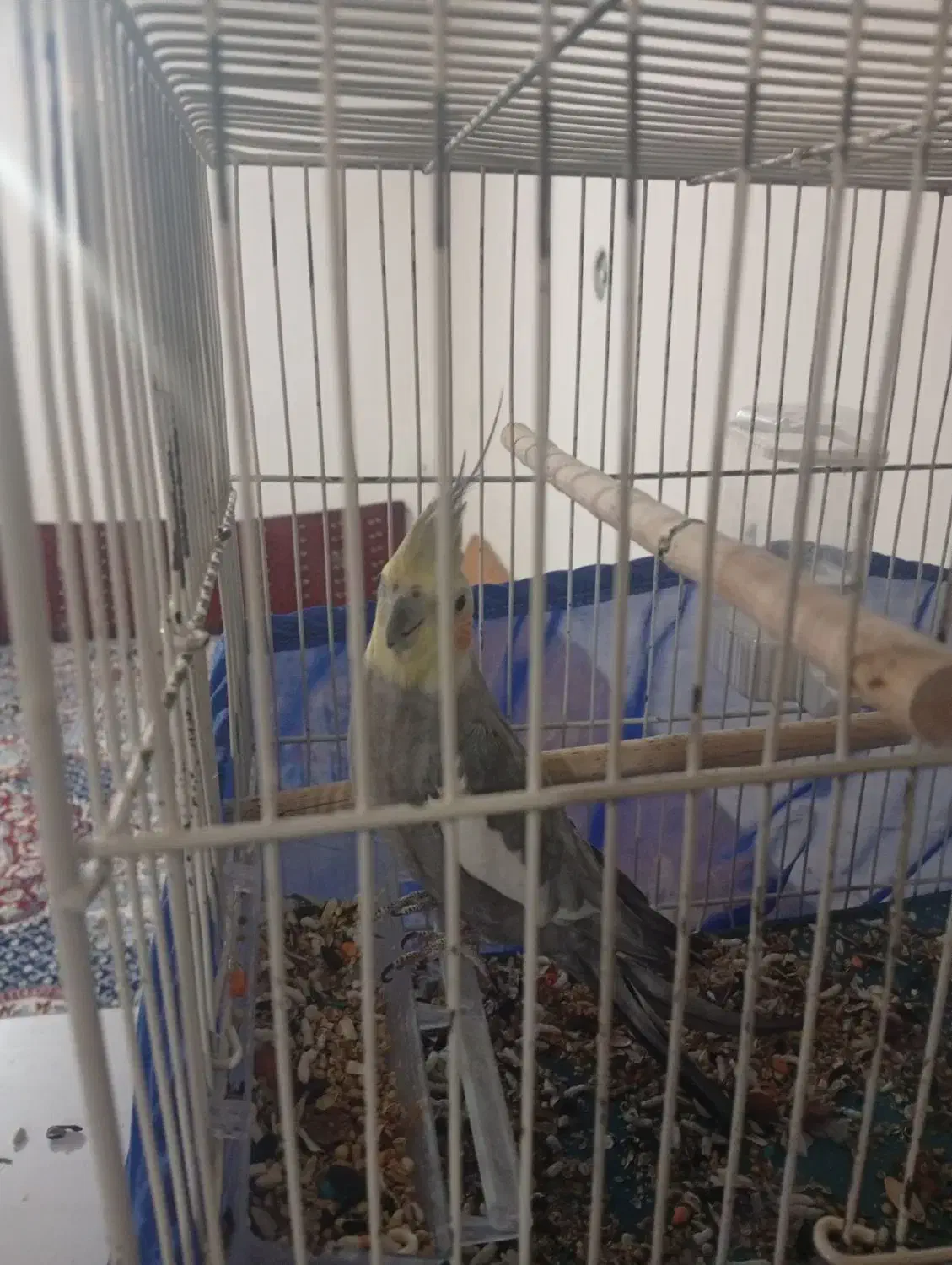 مرغ مینا سخنگوو عروس|پرنده|هشتگرد, قاسم آباد بزرگ|دیوار