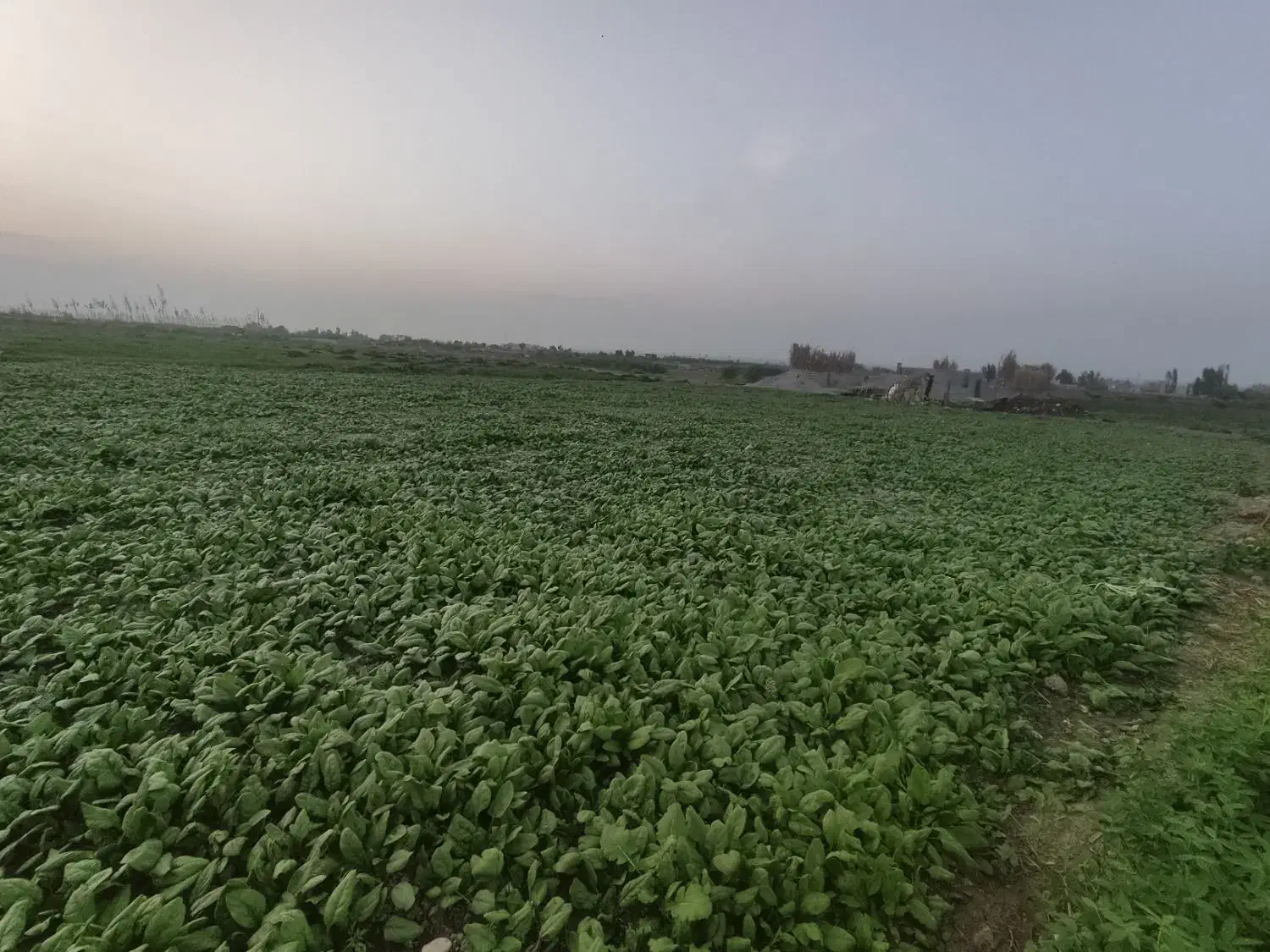 اسفناج بسیار تازه و ارگانیک|خوردنی و آشامیدنی|گرگان, |دیوار