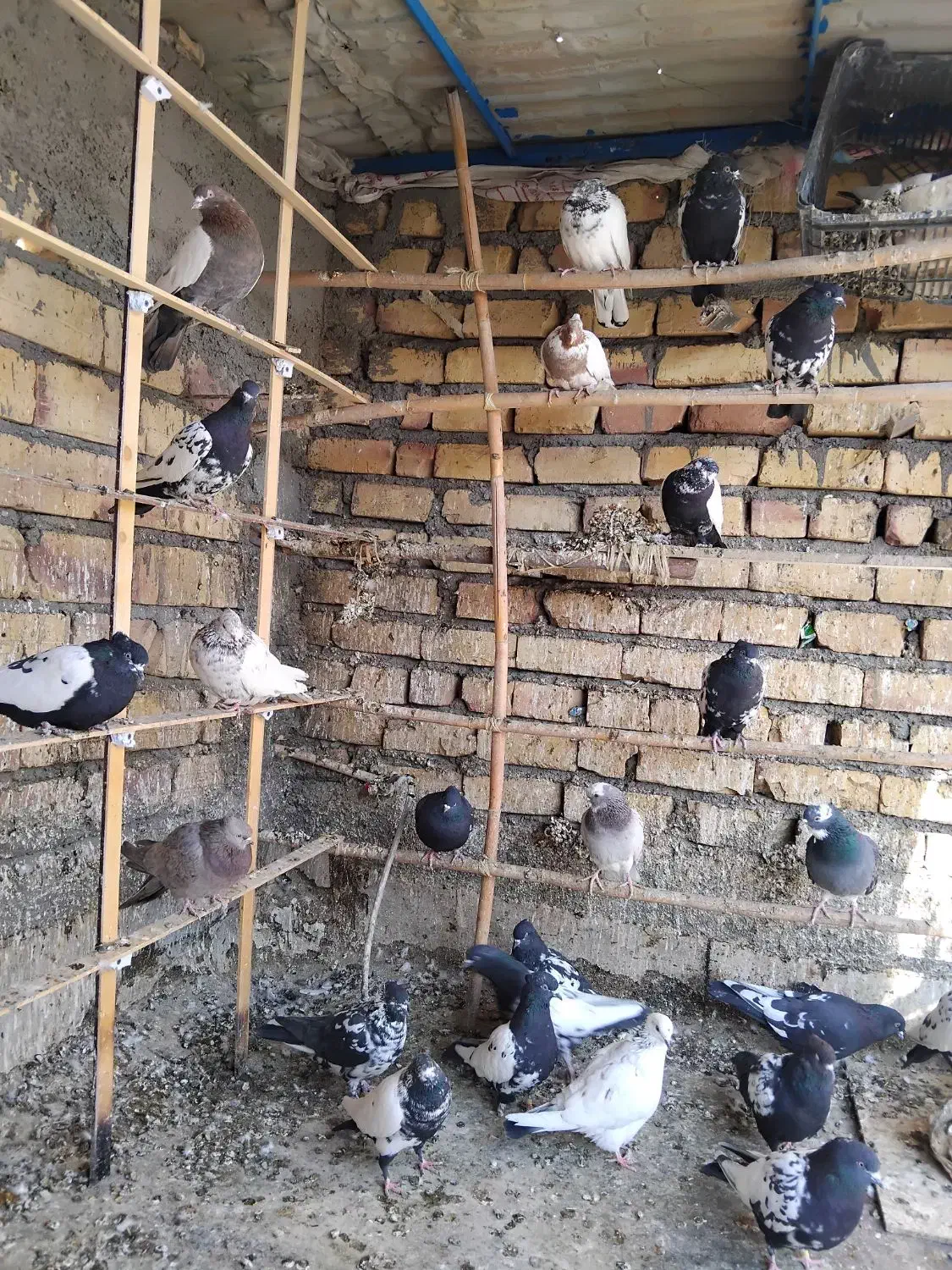 سینه‌دم‌سیاه‌،سرور|پرنده|ساوه, |دیوار