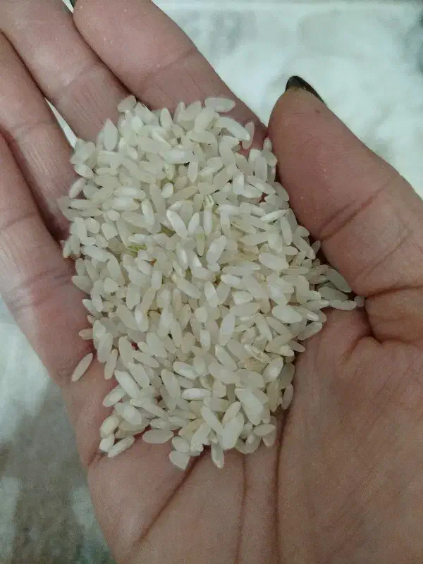 یک تن برنج کامفیروزی ۲۵۵|خوردنی و آشامیدنی|مرودشت, پشت سایپا‎|دیوار