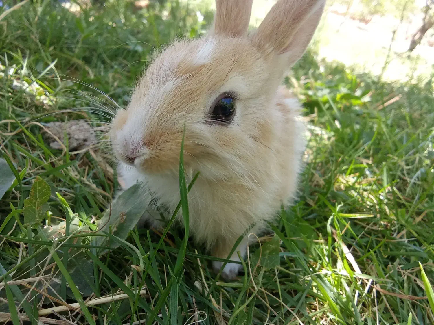 واگذاری رایگان خرگوش ماده|موش و خرگوش|فلاورجان, |دیوار