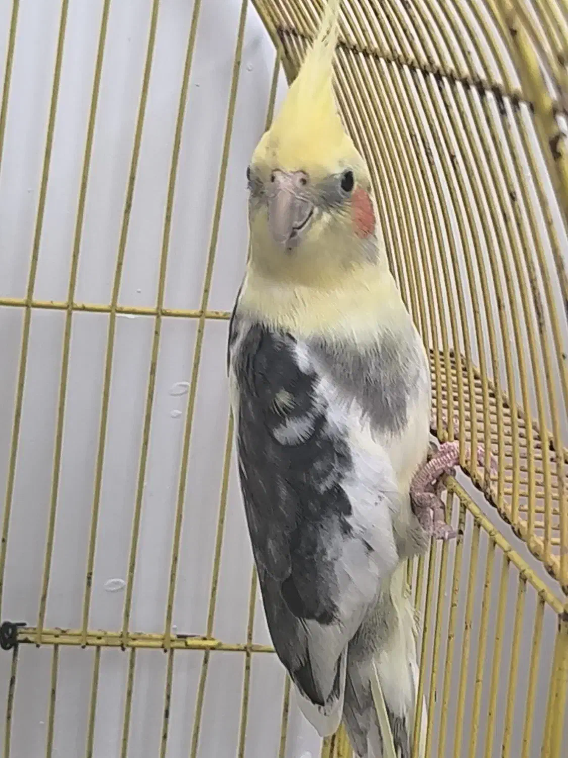 عروس هلندی سخنگو|پرنده|گرگان, |دیوار