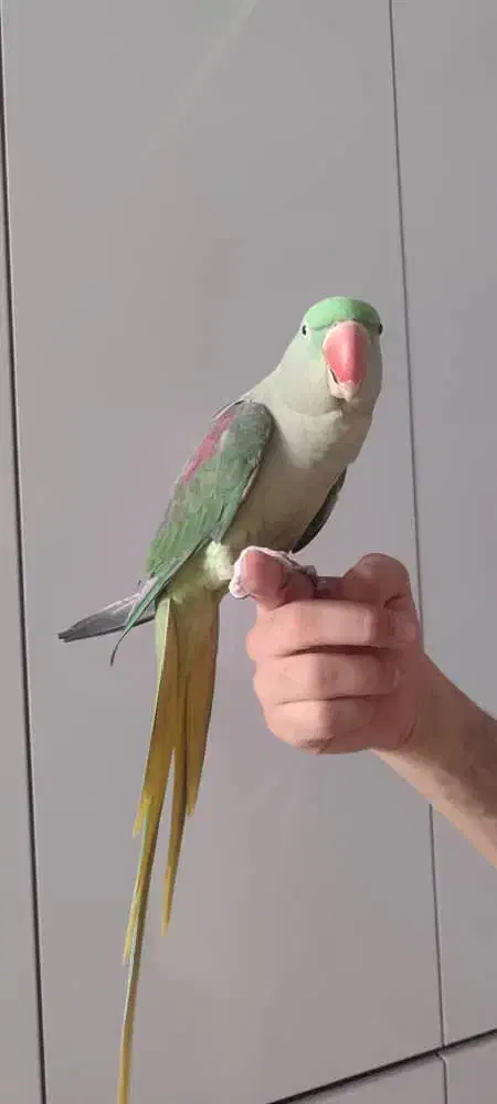 شاه طوطی نر تقریبا 8 ماهه|پرنده|کرج, حصارک بالا|دیوار